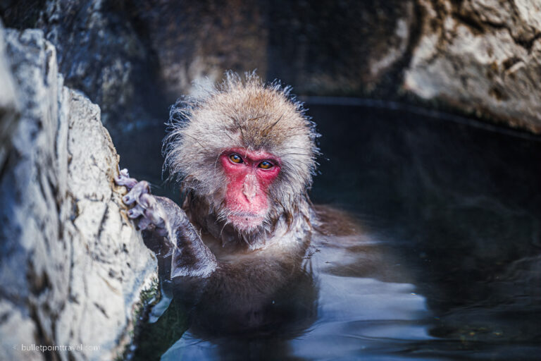 Snow Monkey relaxing in an onsen in Jigokudani Yaen Koen in Japan